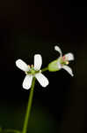 Spreading rockcress